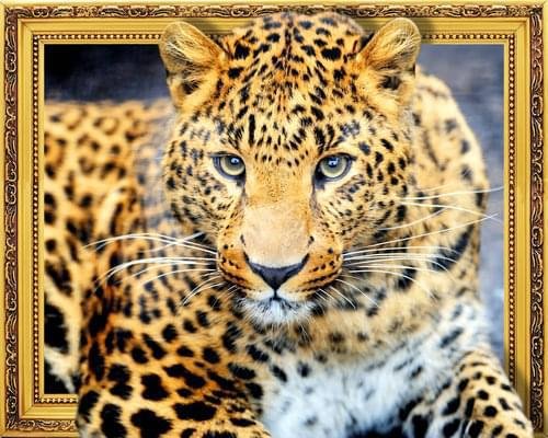 Алмазная мозаика 40x50 "Взгляд леопарда" 7DAR314